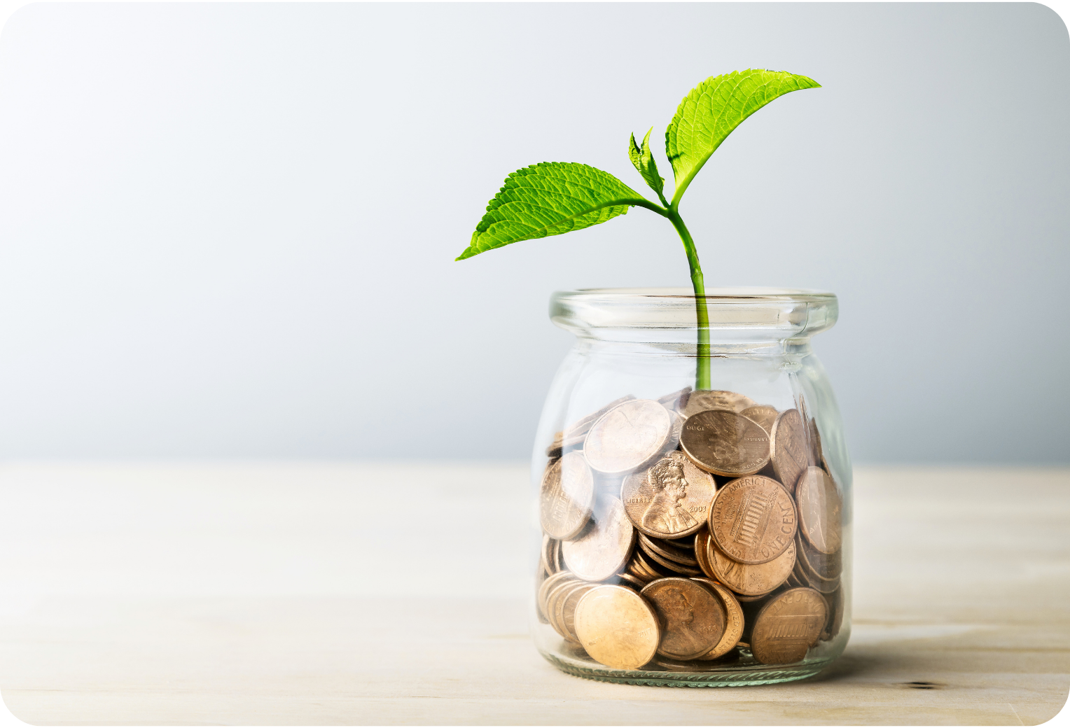 Plant in coin jar